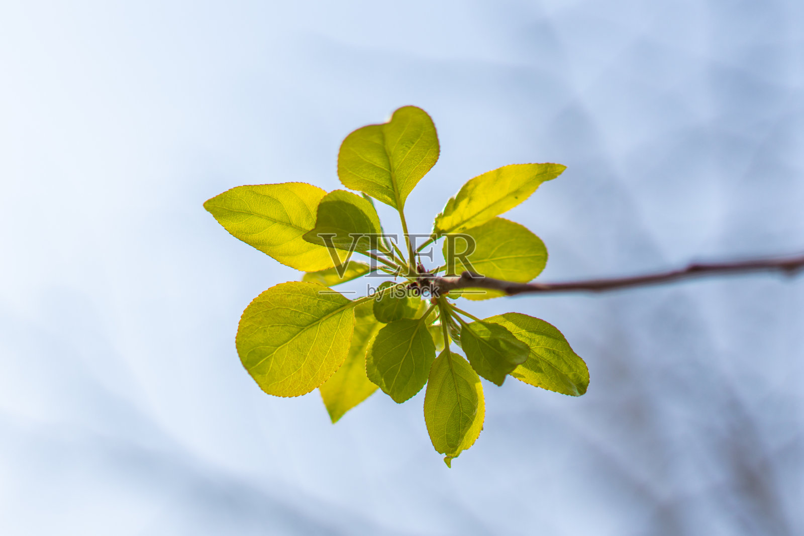 绿叶，嫩叶，阳光照片摄影图片