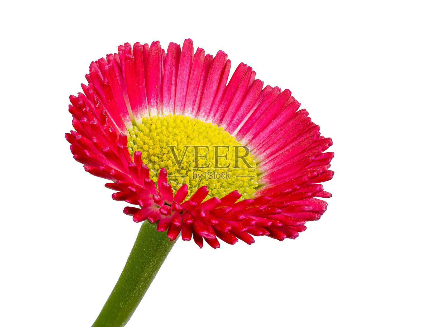 bellis花的一个孤立的花照片摄影图片