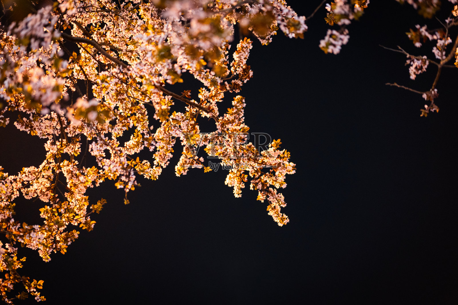 樱花城的街灯下的樱花照片摄影图片