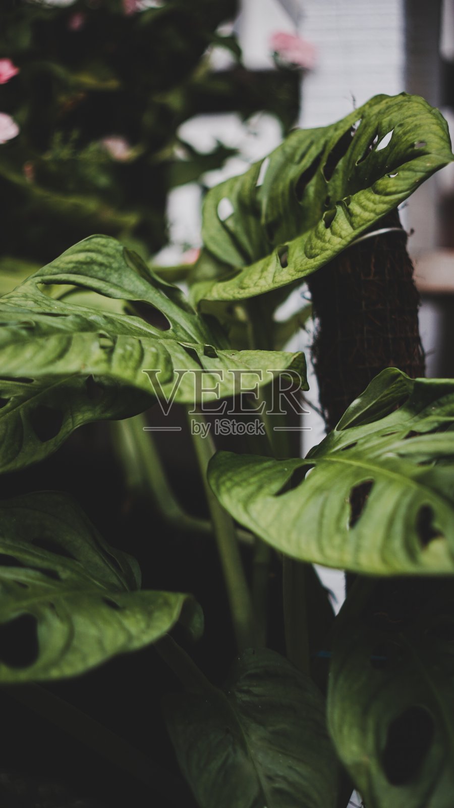 安德森的怪物照片摄影图片