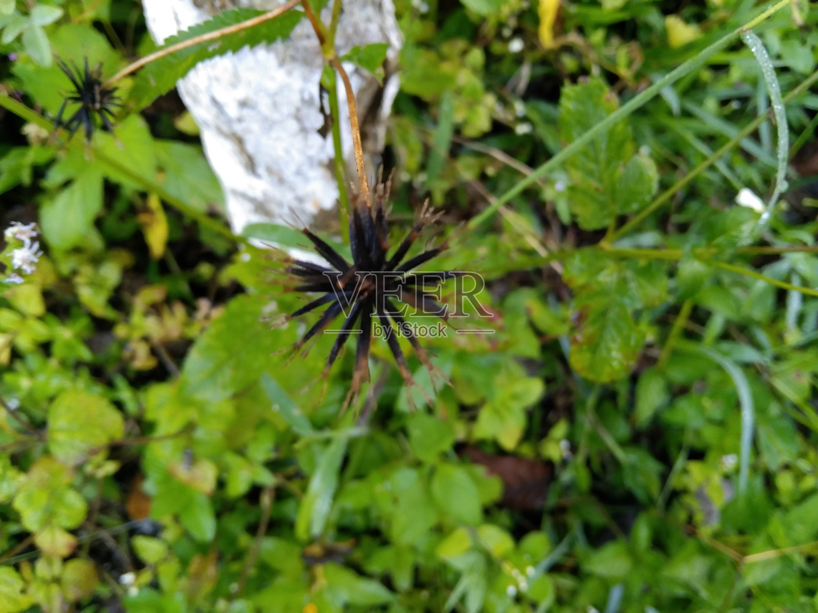 大自然的清晨交响曲照片摄影图片