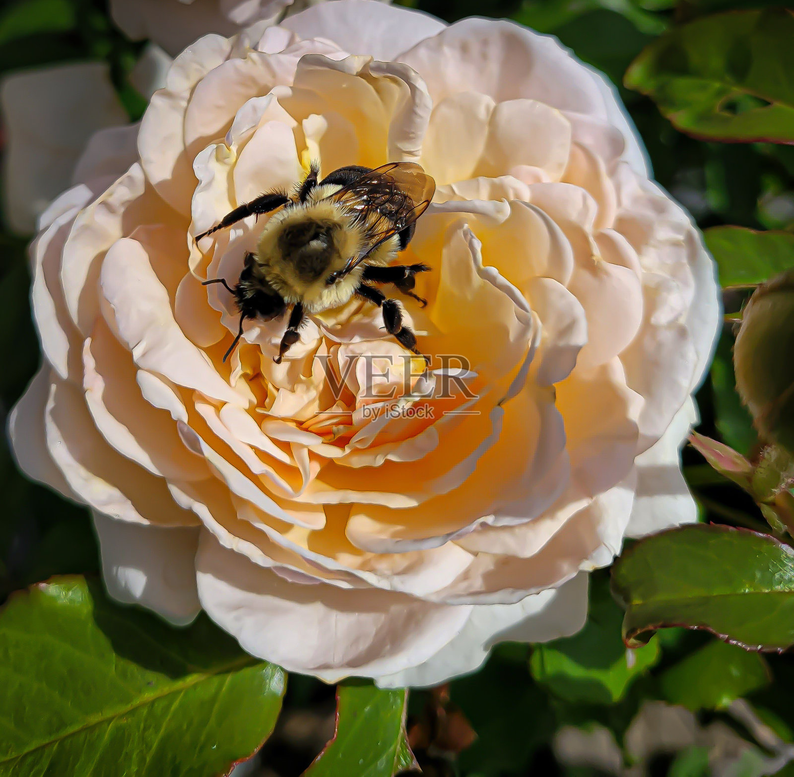 蜜蜂照片摄影图片