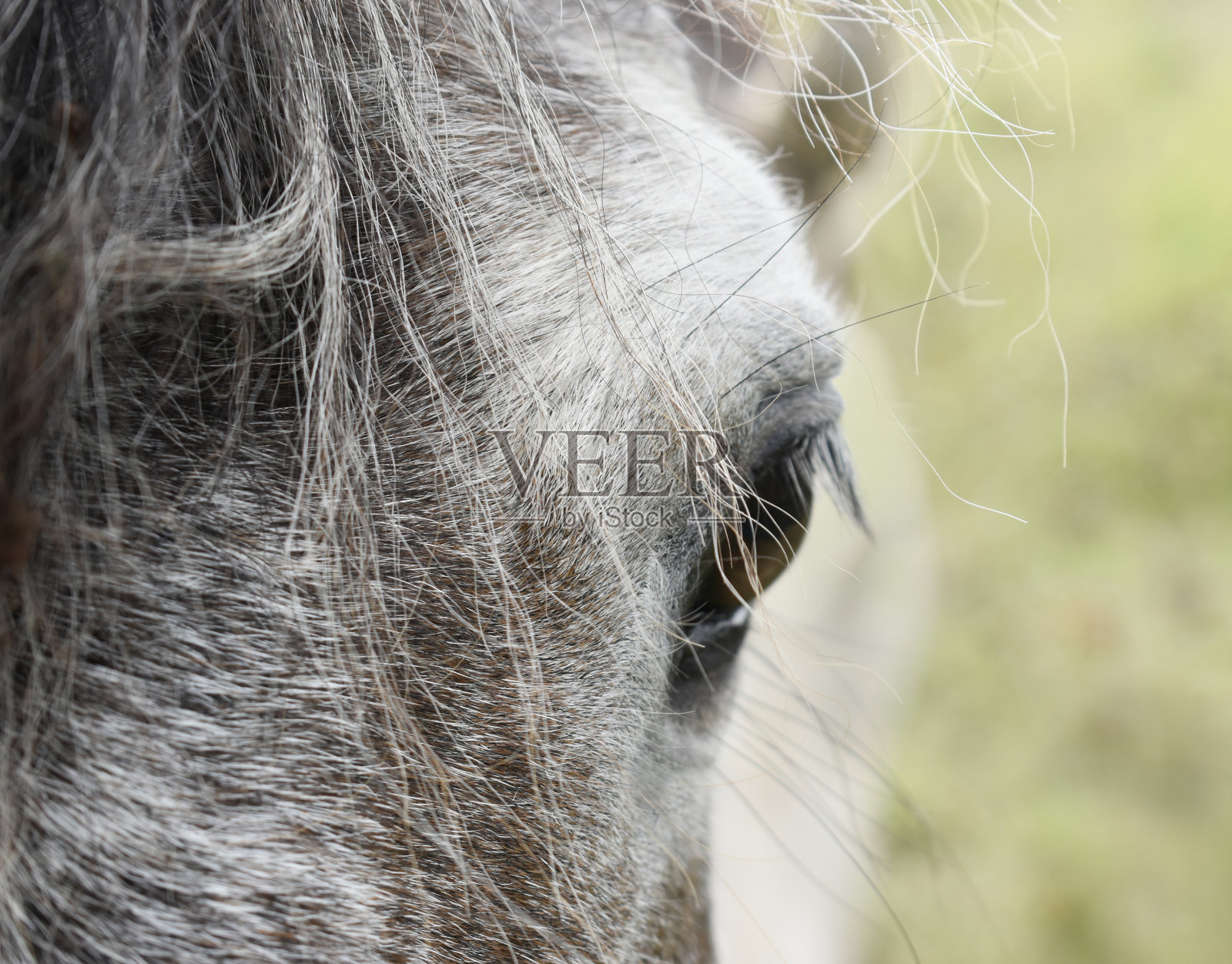 马眼望着相机照片摄影图片