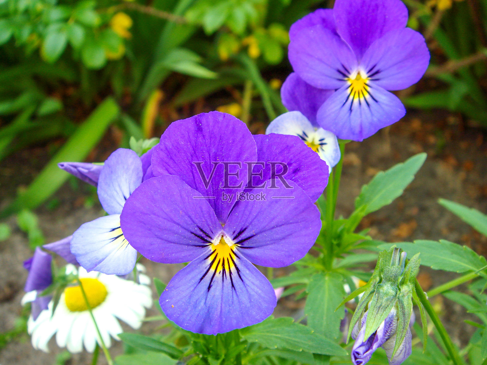 夏日花园里娇嫩的紫色三色堇。照片摄影图片