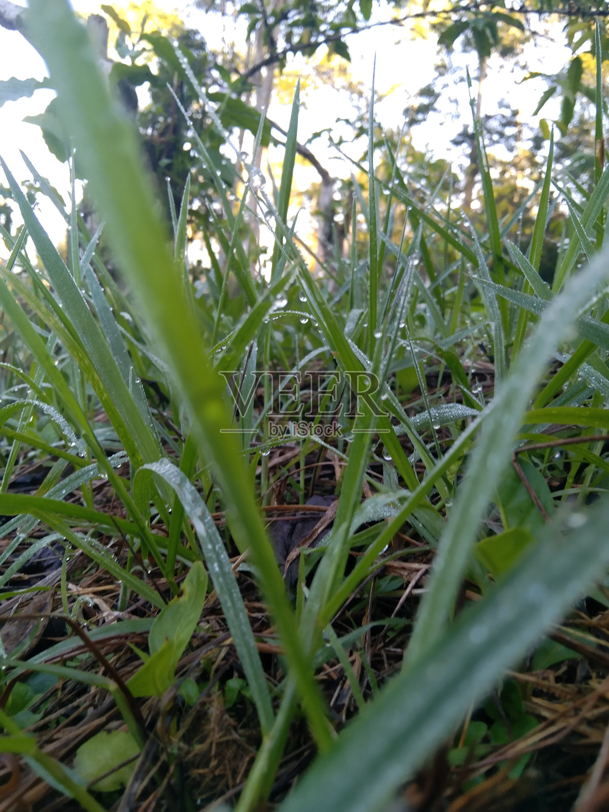 晨露的魔力照片摄影图片