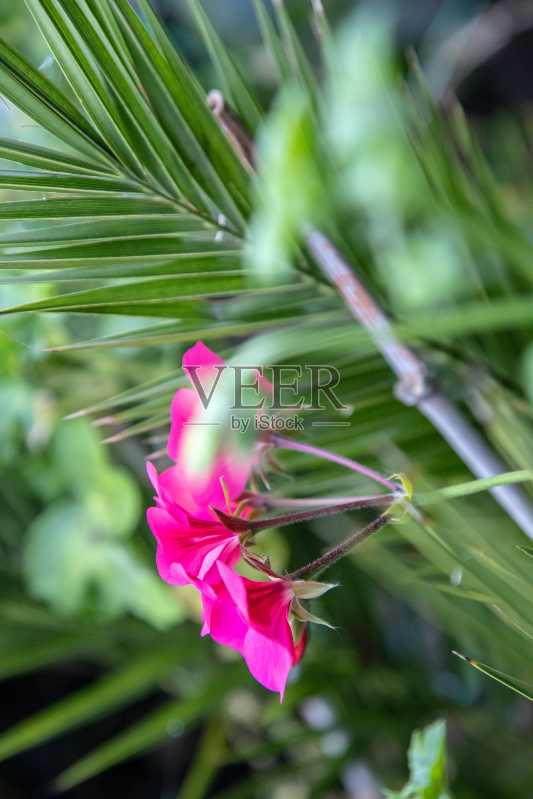 乡村的春天照片摄影图片