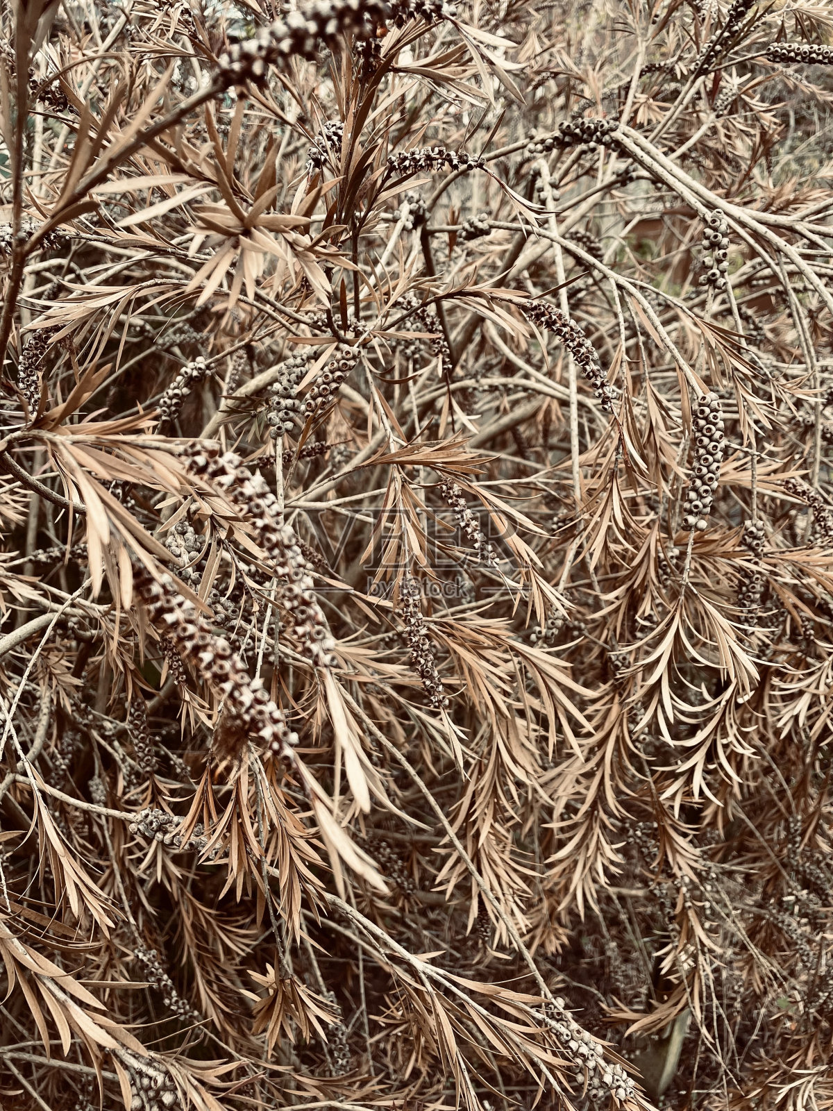 干棕叶植物照片摄影图片