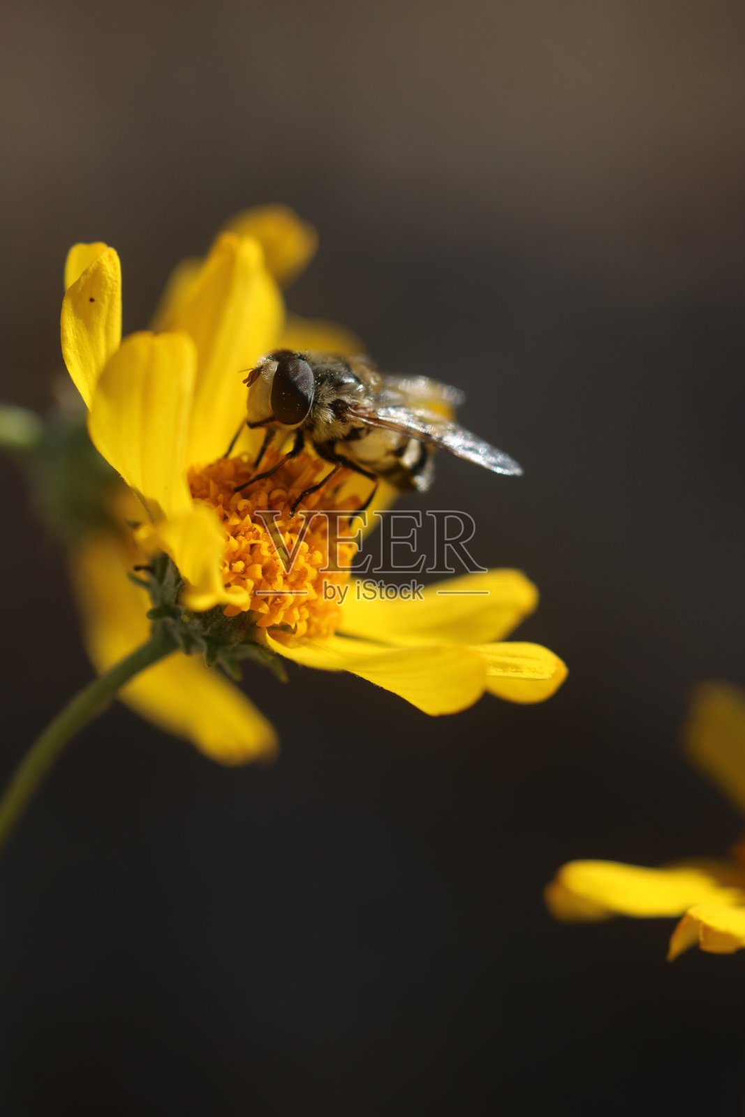 易碎的灌木和蜜蜂照片摄影图片