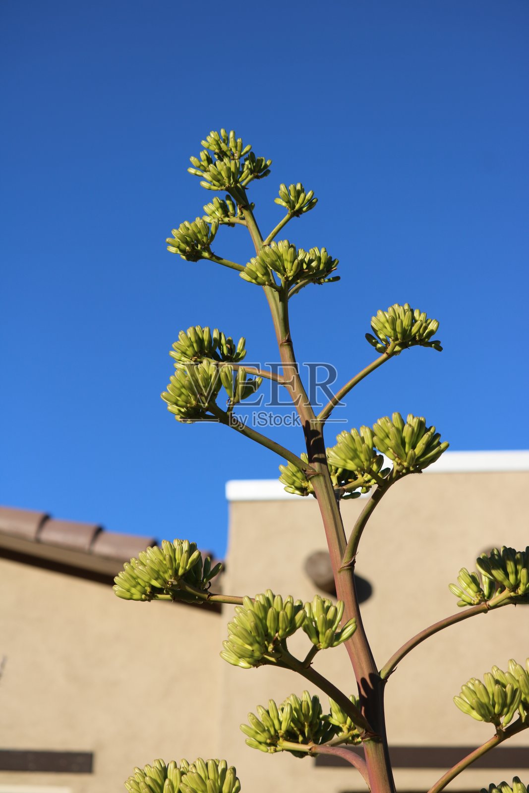 沙漠植物照片摄影图片