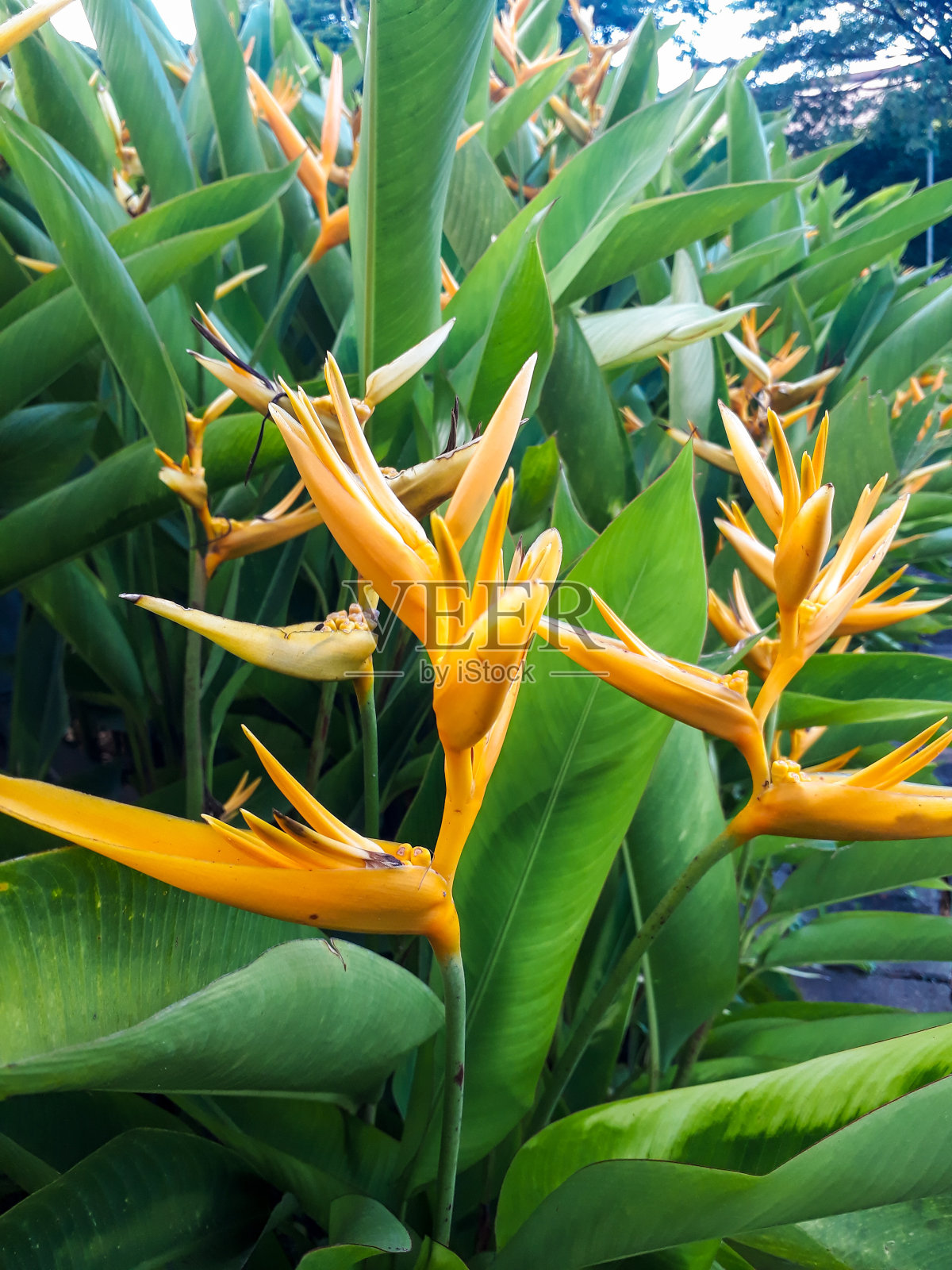 鹦鹉花照片摄影图片