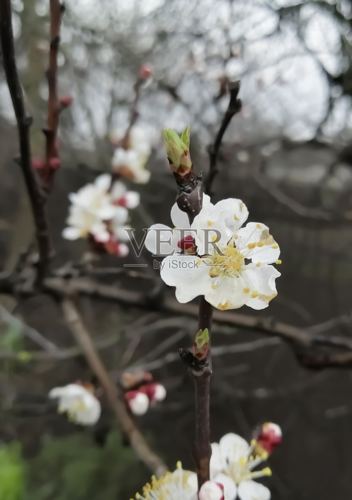 杏树上美丽的花朵。杏树上的花。果树在春天开花。照片摄影图片