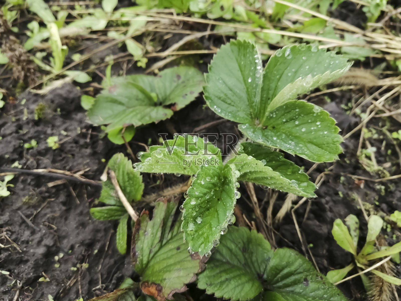 年轻的草莓丛在春天。草莓早春发育。绿色的草莓叶子需要施肥。我想在花园里种草莓。照片摄影图片