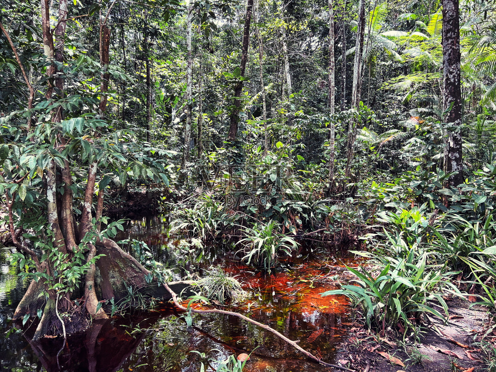 亚马逊雨林中的一条河照片摄影图片