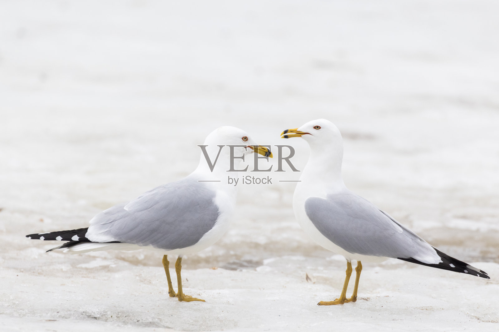 在交配季节成对的环嘴鸥照片摄影图片
