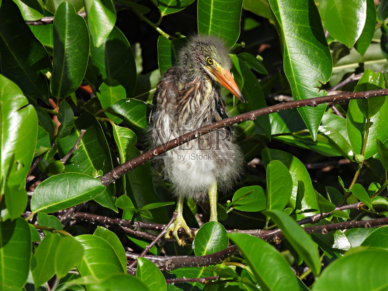 绿鹭(绿鹭)-幼鹭在树上休息照片摄影图片