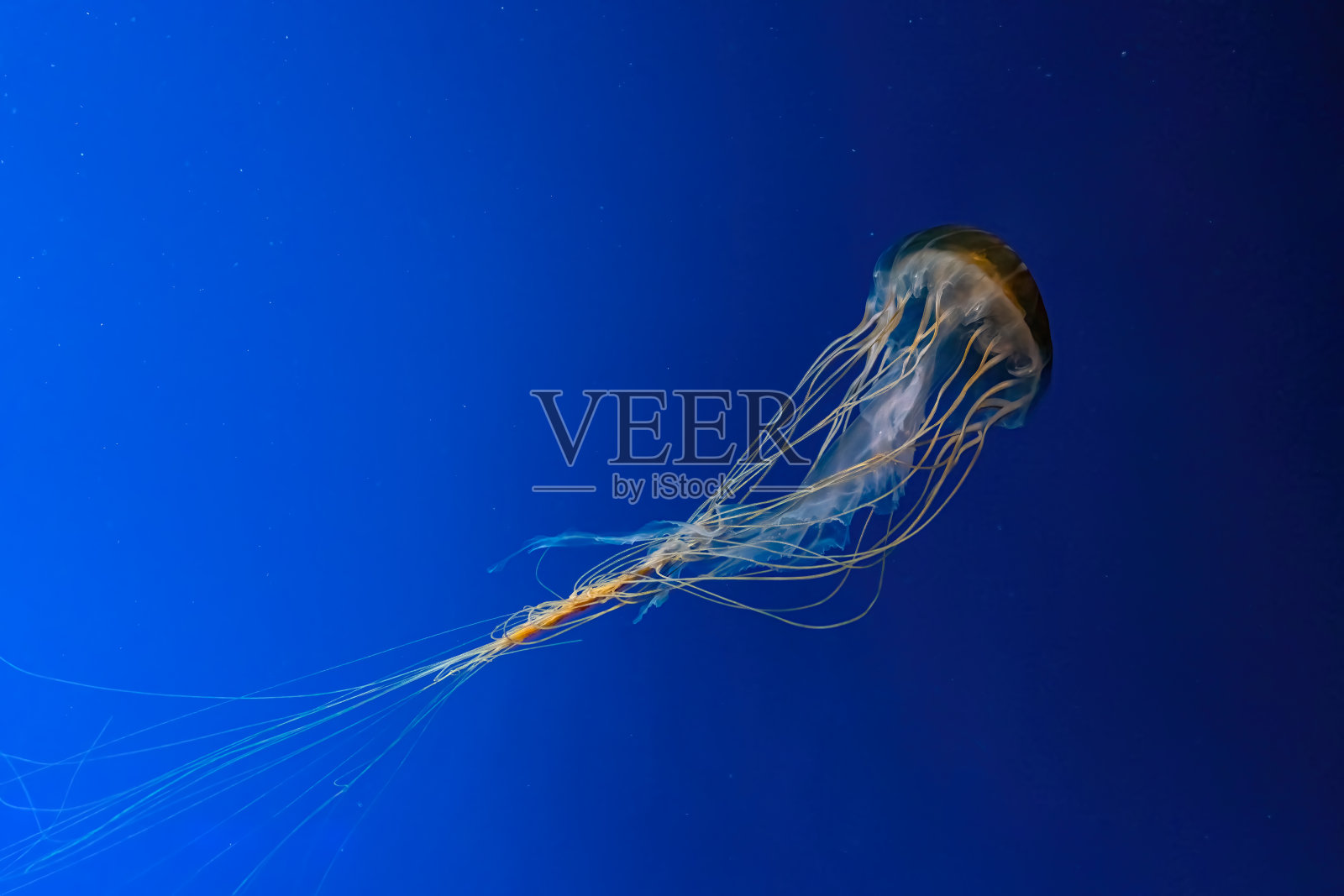 棕色海荨麻水母游泳水下水族馆池。照片摄影图片