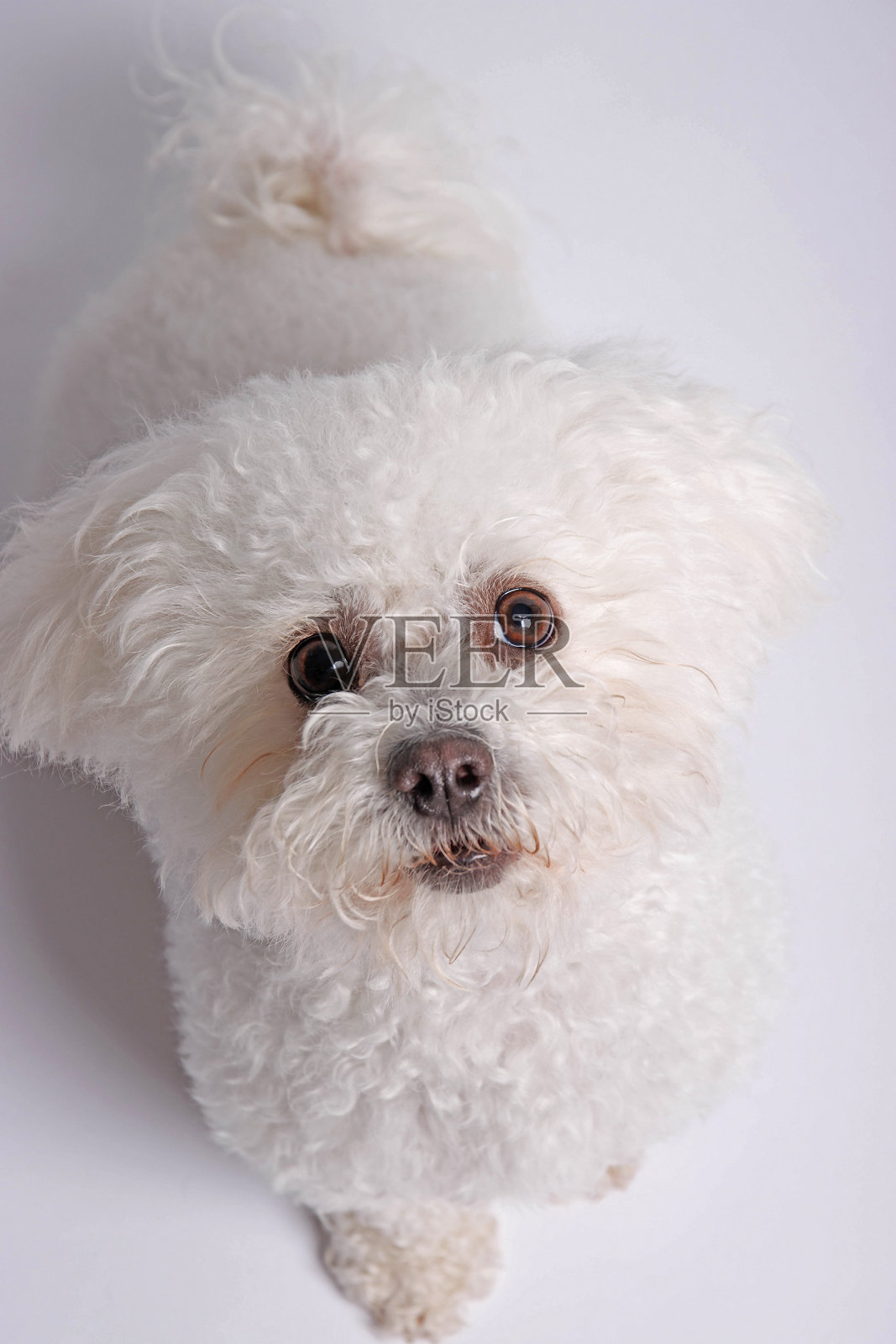 白底比熊犬，摄影棚拍摄。照片摄影图片