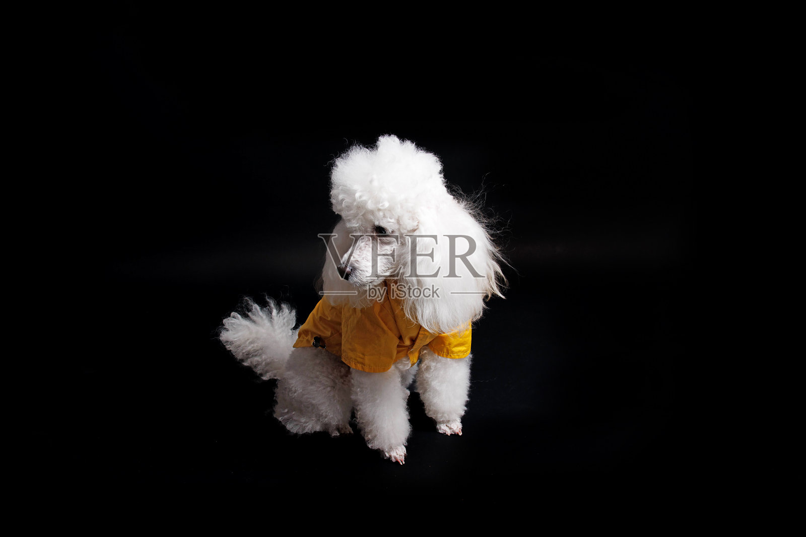工作室拍摄的白色迷你狮子狗在黑色背景照片摄影图片