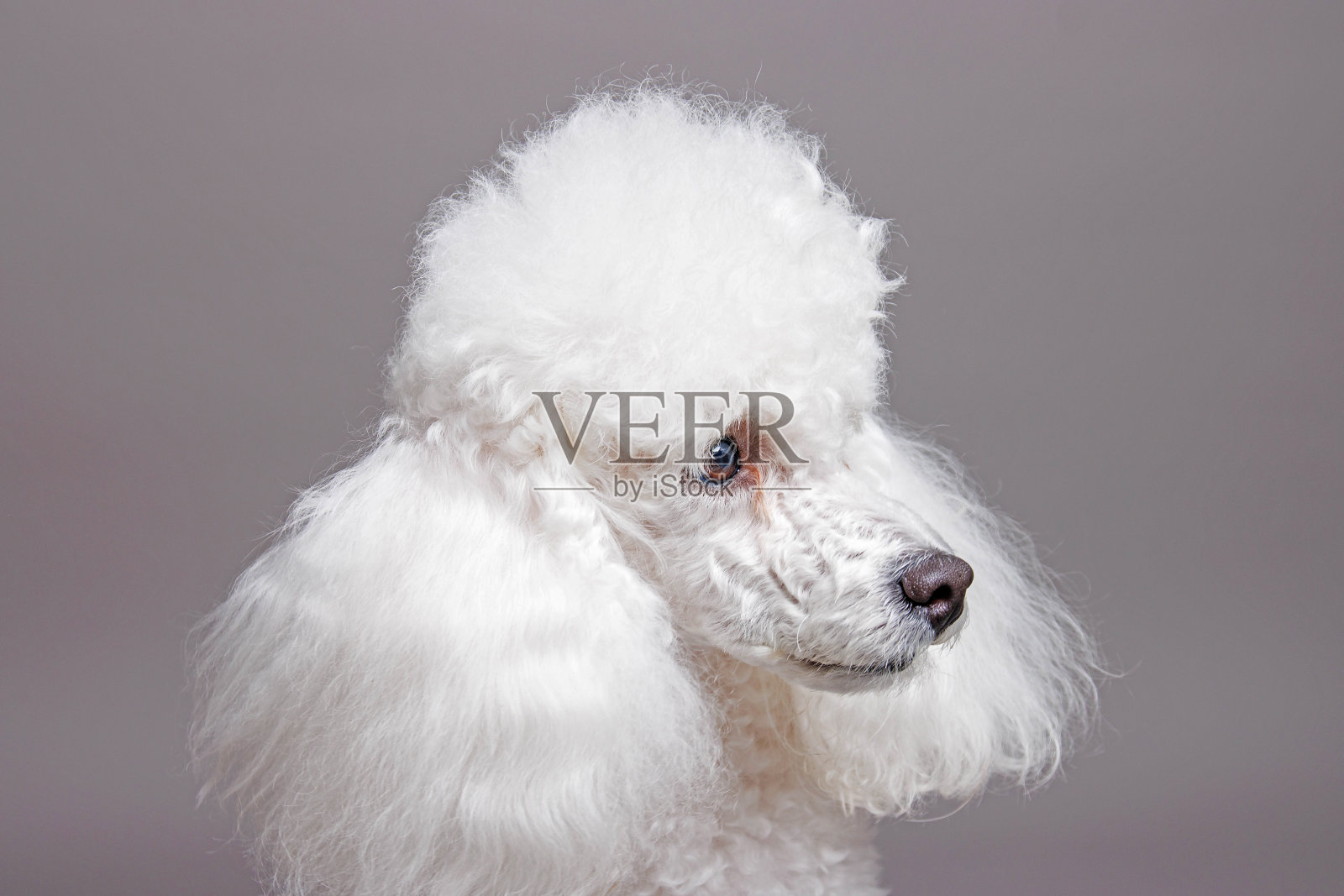 白色贵宾犬的肖像。隔离在灰色背景上照片摄影图片