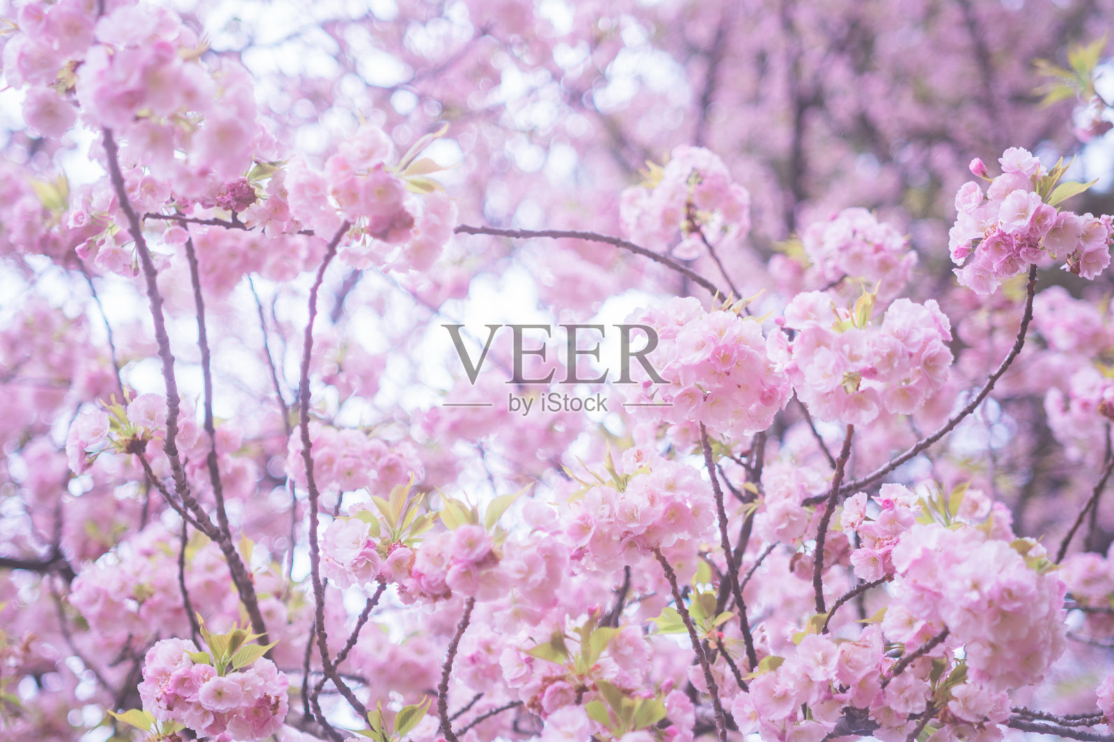 在神乐坂盛开的樱花照片摄影图片