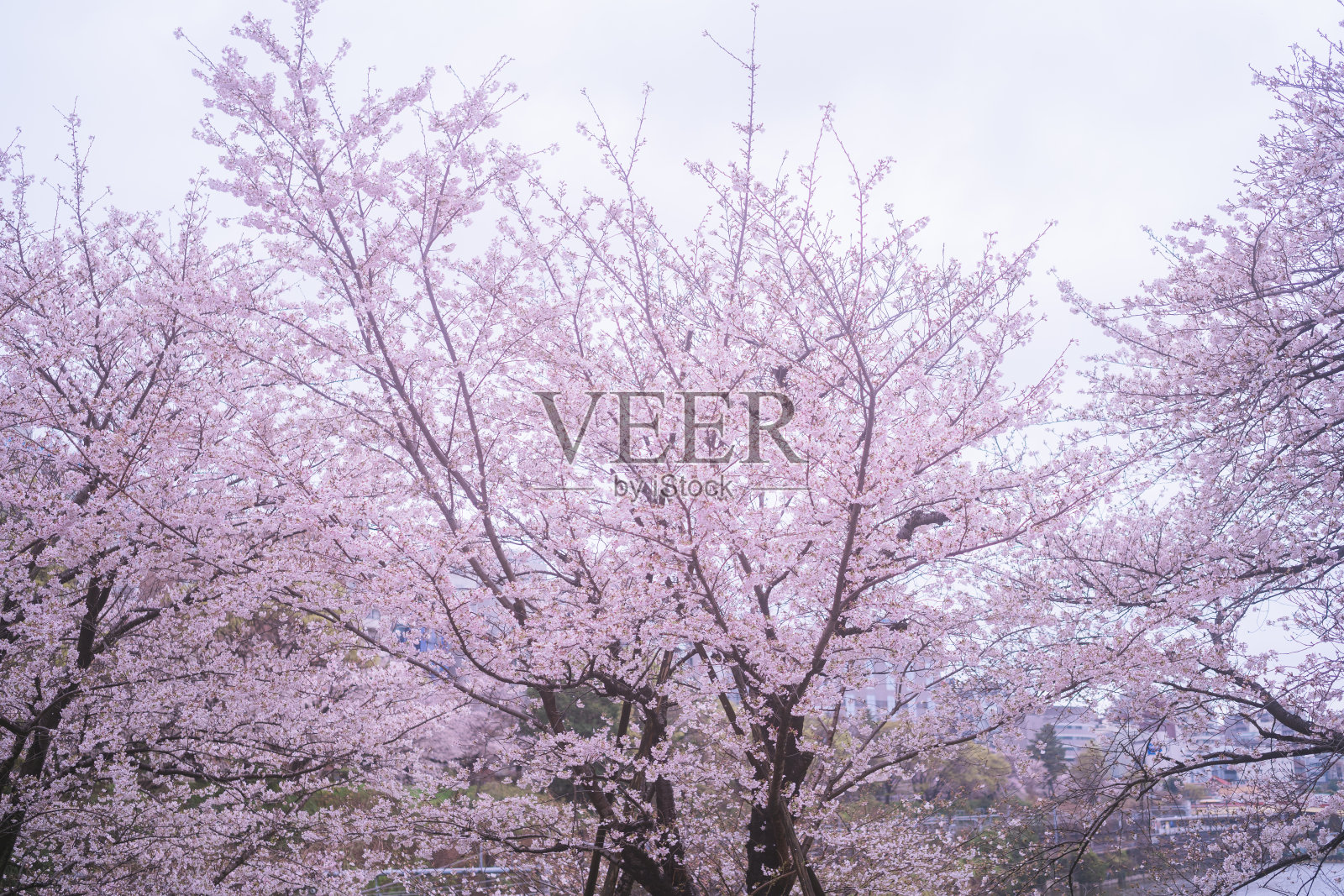 在神乐坂盛开的樱花照片摄影图片