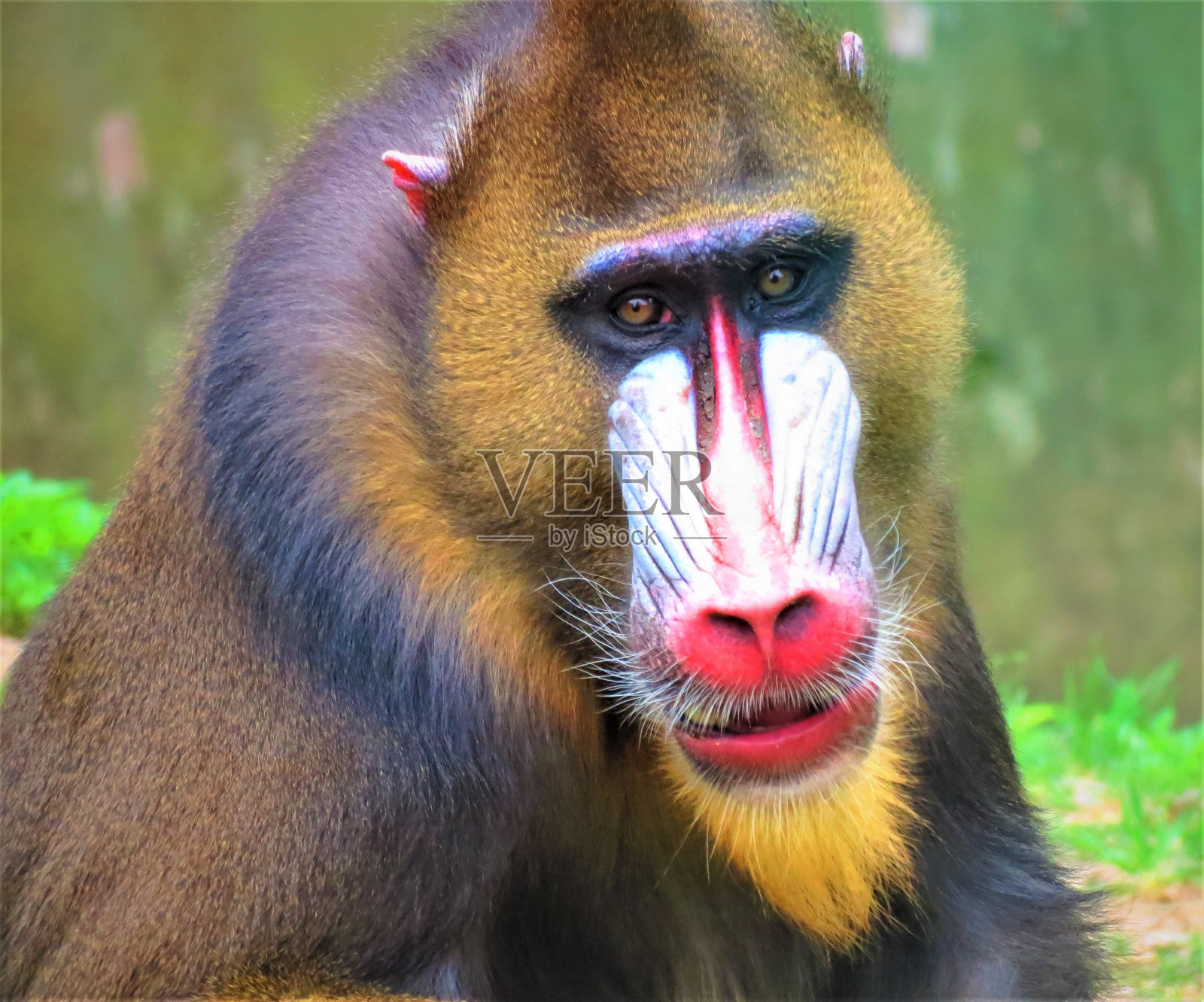 山魈的肖像(山魈斯芬克斯)。照片摄影图片