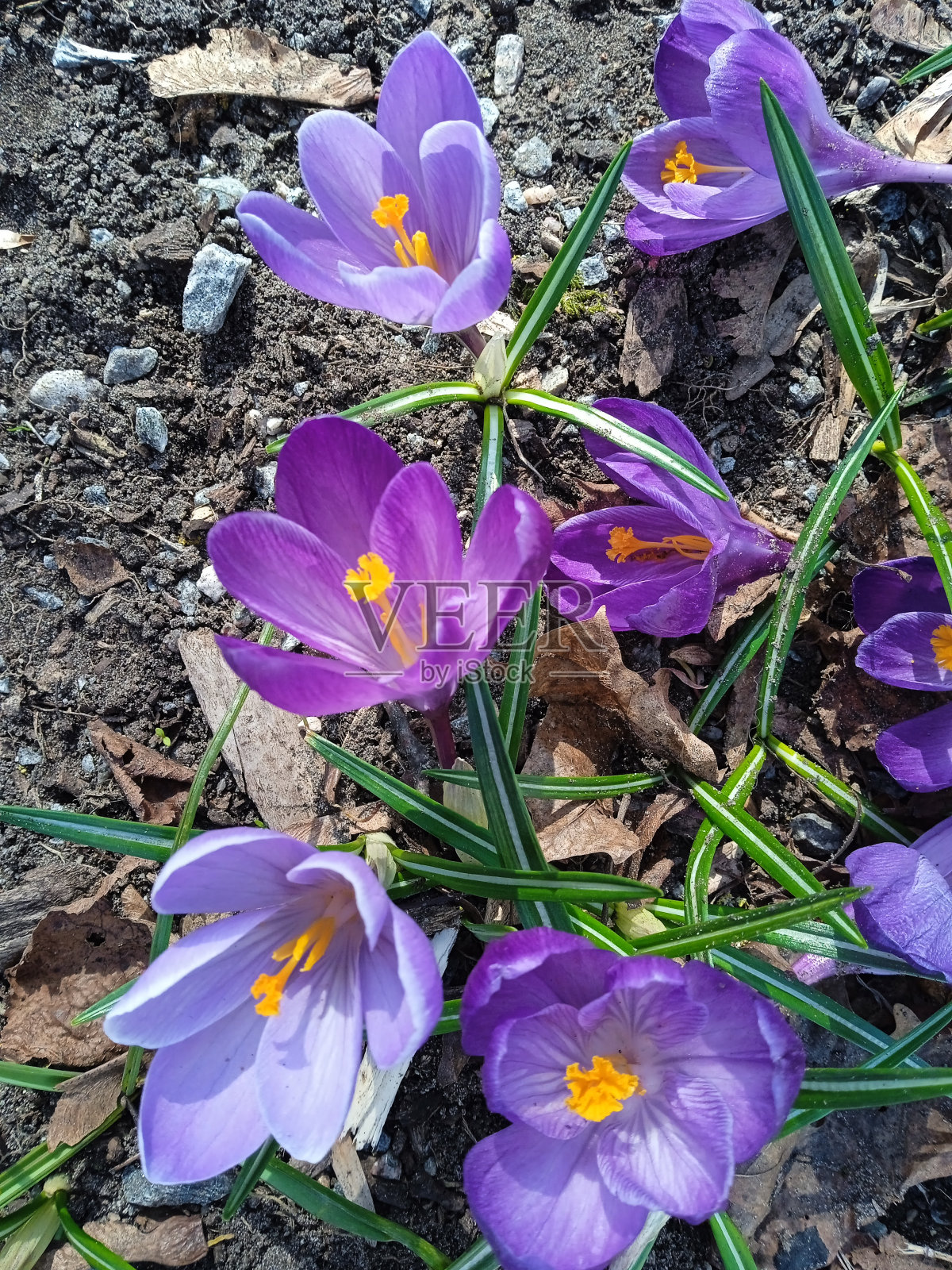 番红花朵朵照片摄影图片