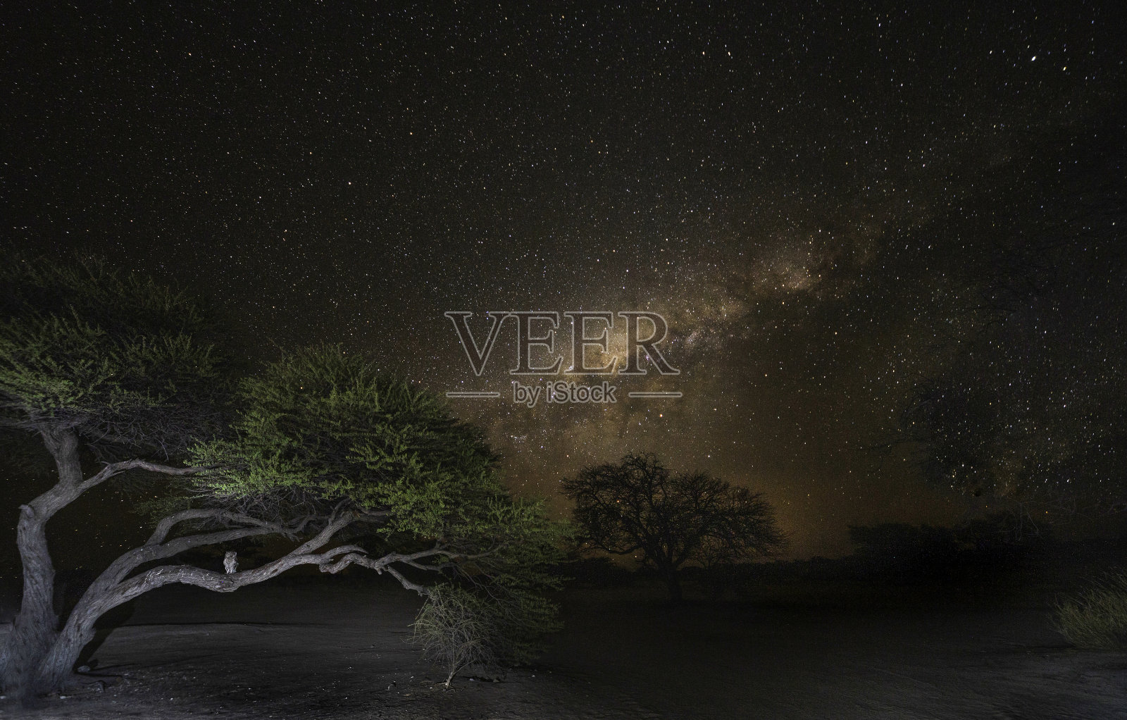 一只斑点鹰鸮(Bubo africanus)栖息在一棵金合欢树的树干上，夜空中有银河。照片摄影图片