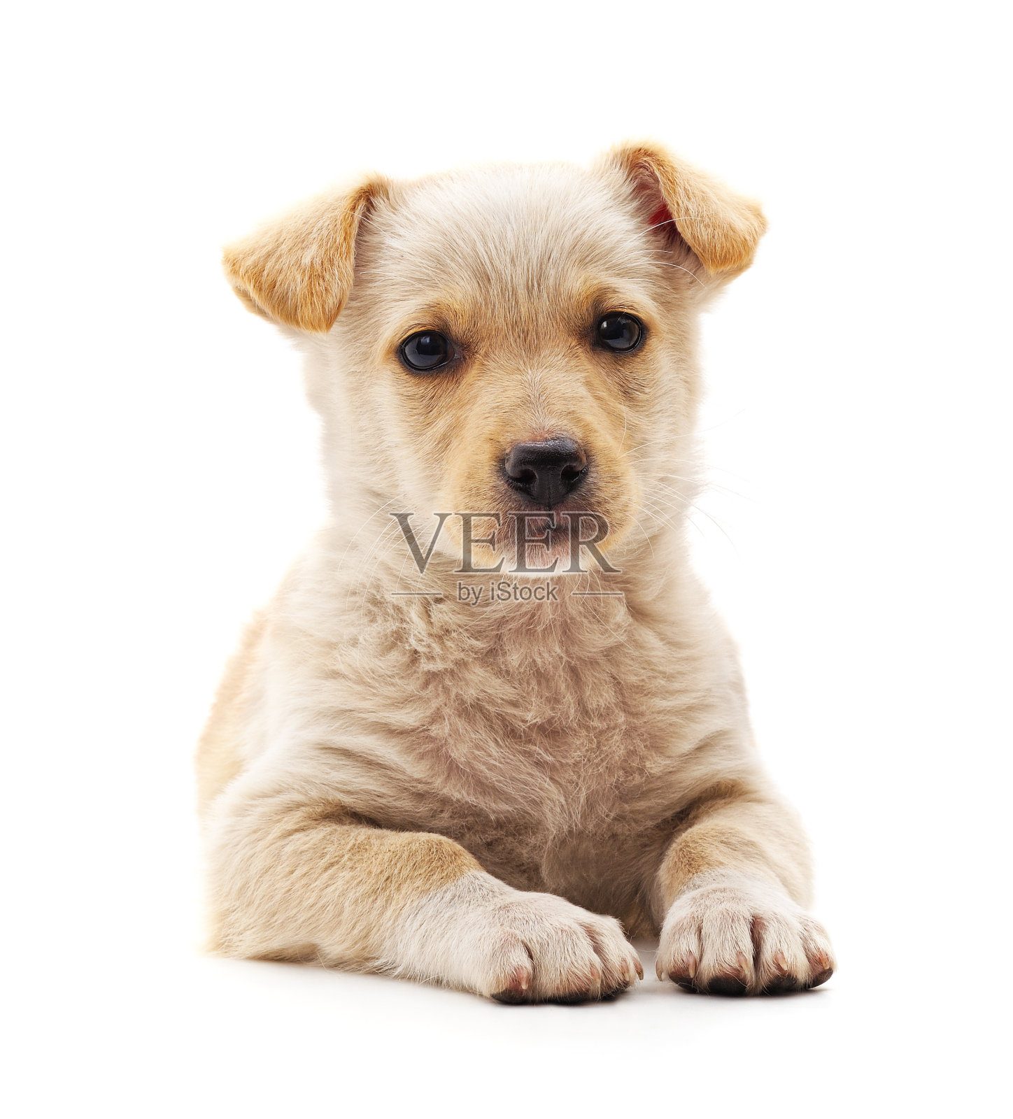 白色的小狗。照片摄影图片