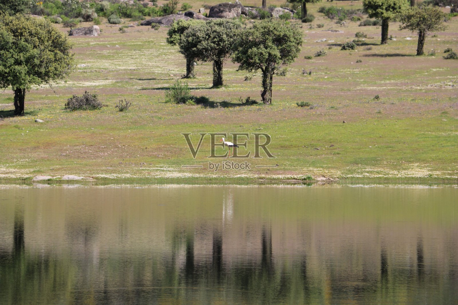 走在池塘边的鹳照片摄影图片