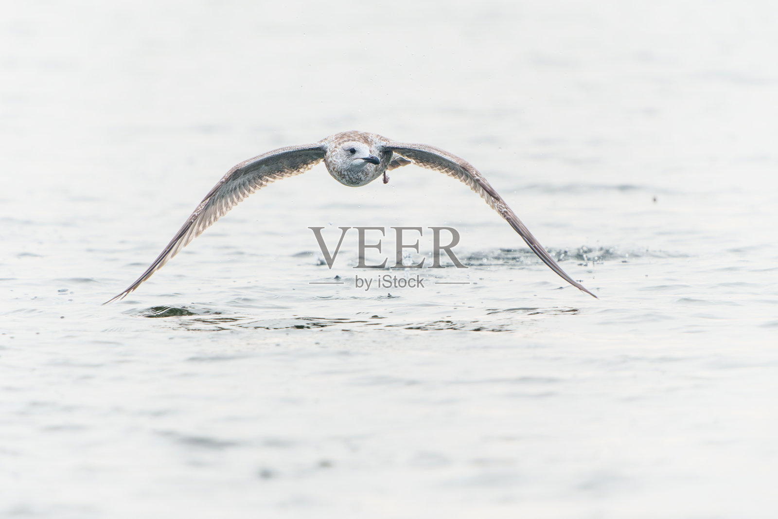 里海海鸥飞翔照片摄影图片