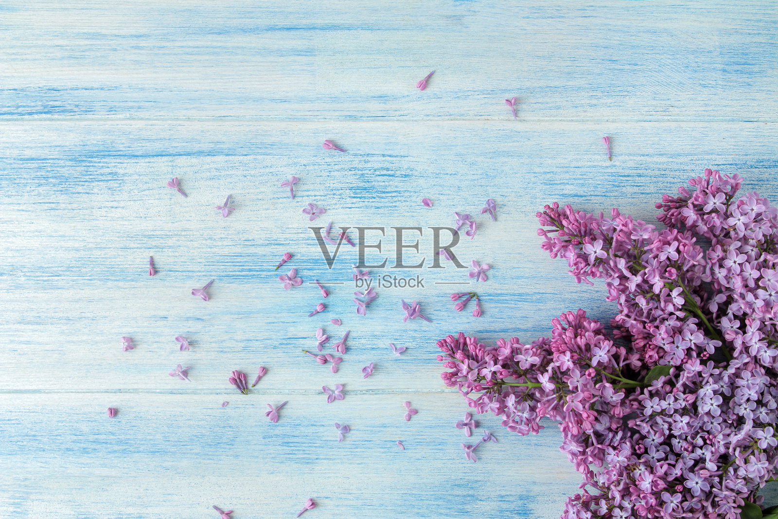 在柔和的蓝色背景上，春天的丁香树枝照片摄影图片