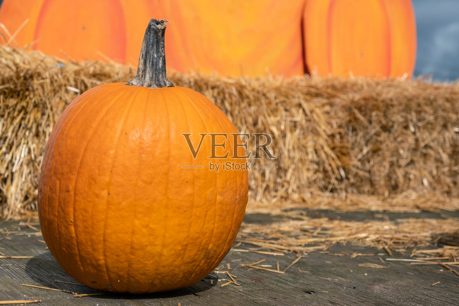 南瓜园出售的南瓜照片摄影图片