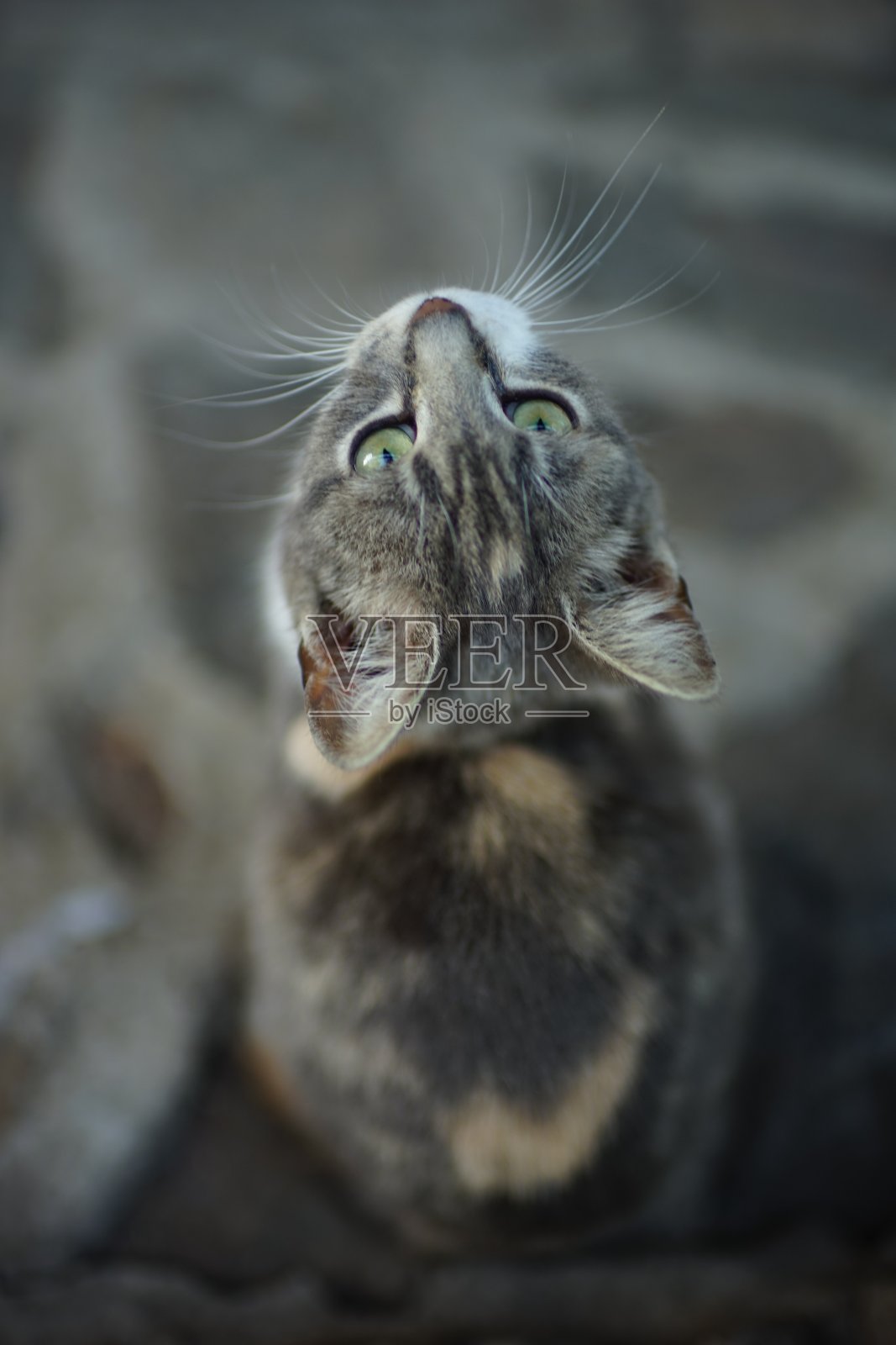 令人难以置信的美丽三色灰猫肖像户外照片摄影图片