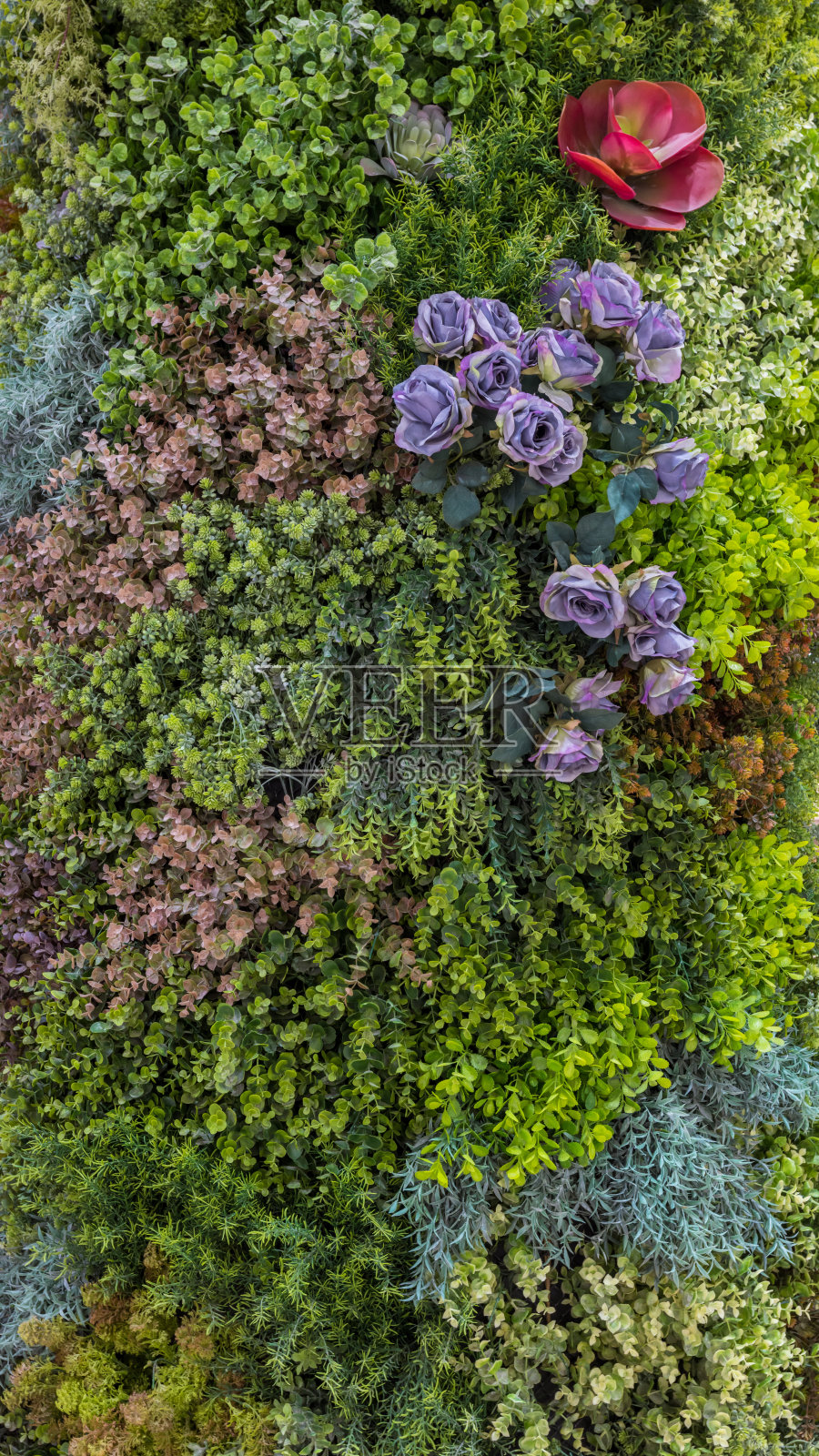 草本墙，植物墙，天然绿色壁纸和背景。照片摄影图片