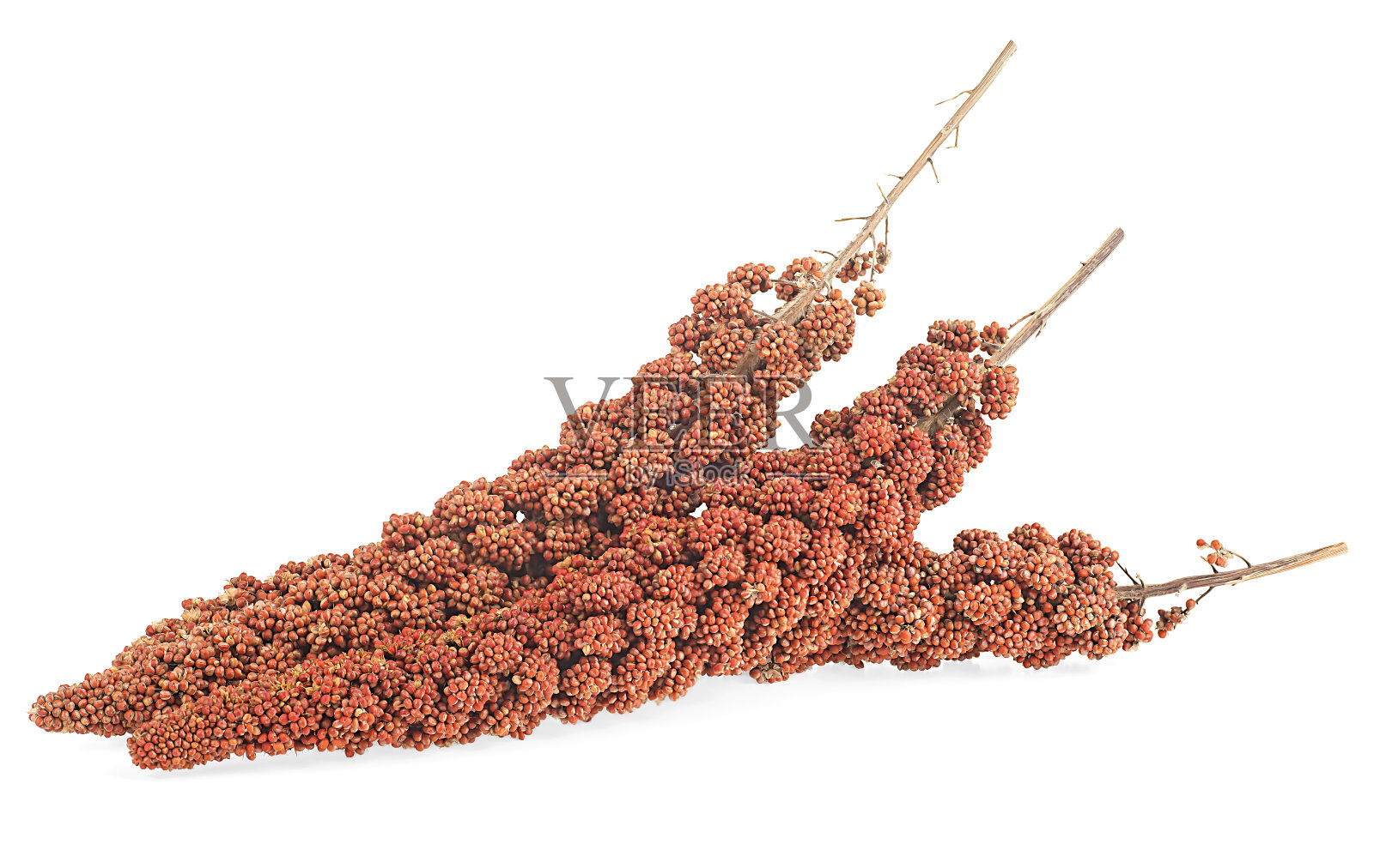 白色背景上孤立的红色小米小枝。小米。糖尿病人的健康食品。照片摄影图片