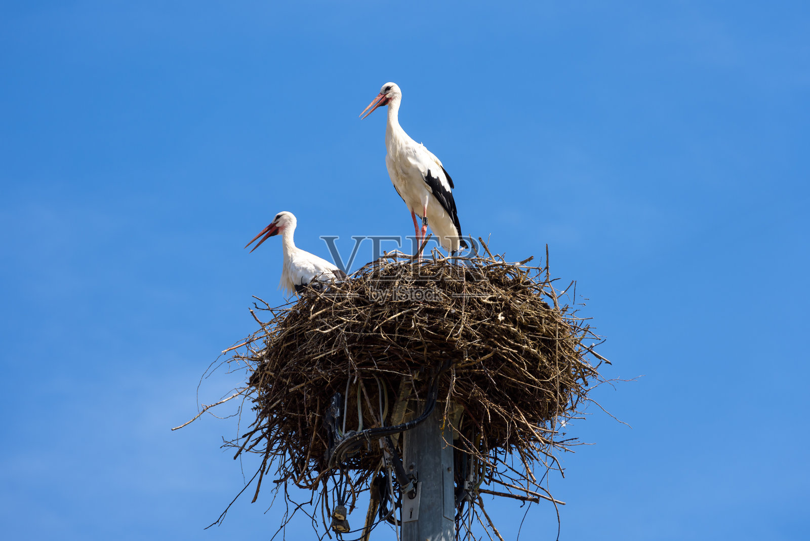 白鹳在天空背景上筑巢，一对白鸟在夏天站在它的家照片摄影图片
