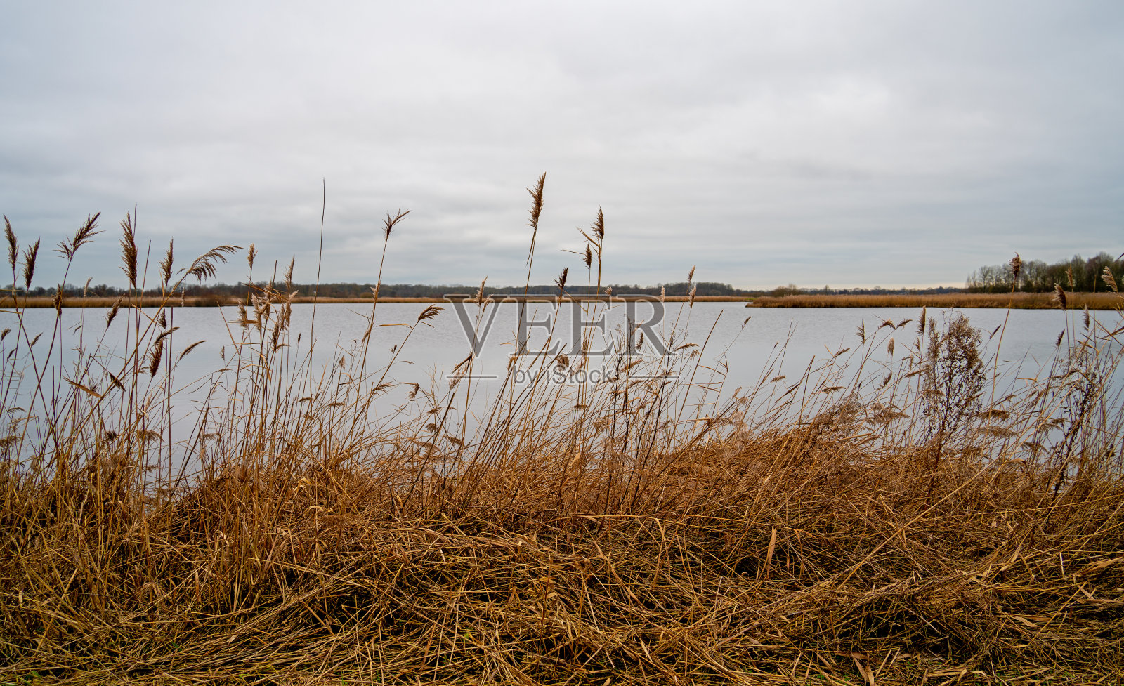 荷兰德伦特罗登附近自然保护区的芦苇田照片摄影图片