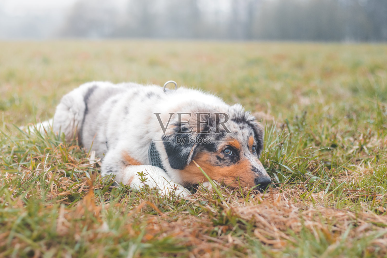 澳大利亚牧羊犬小狗躺在田野里的草地上寻找他的主人时，他可以站起来跑。狗乞讨的样子。请照片摄影图片