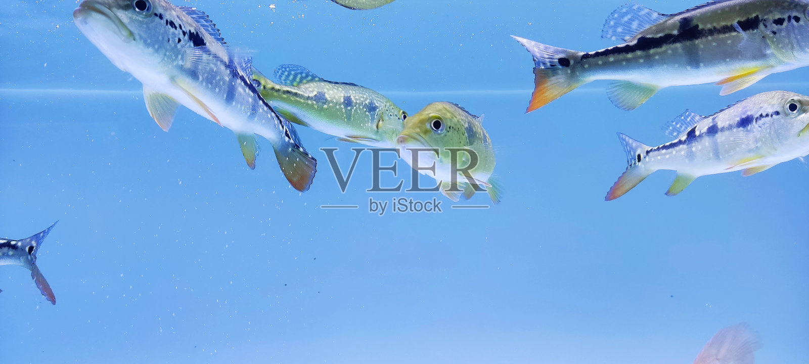 鱼缸里的鱼照片摄影图片