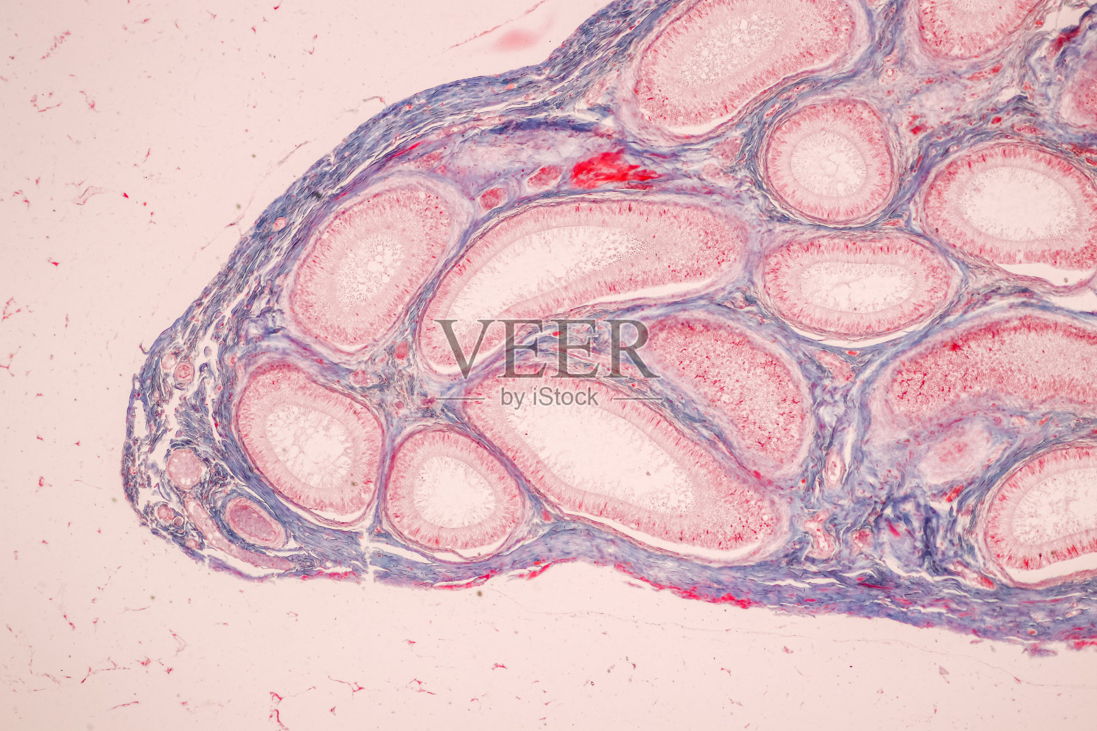 附睾和睾丸人类细胞的组织学研究。照片摄影图片