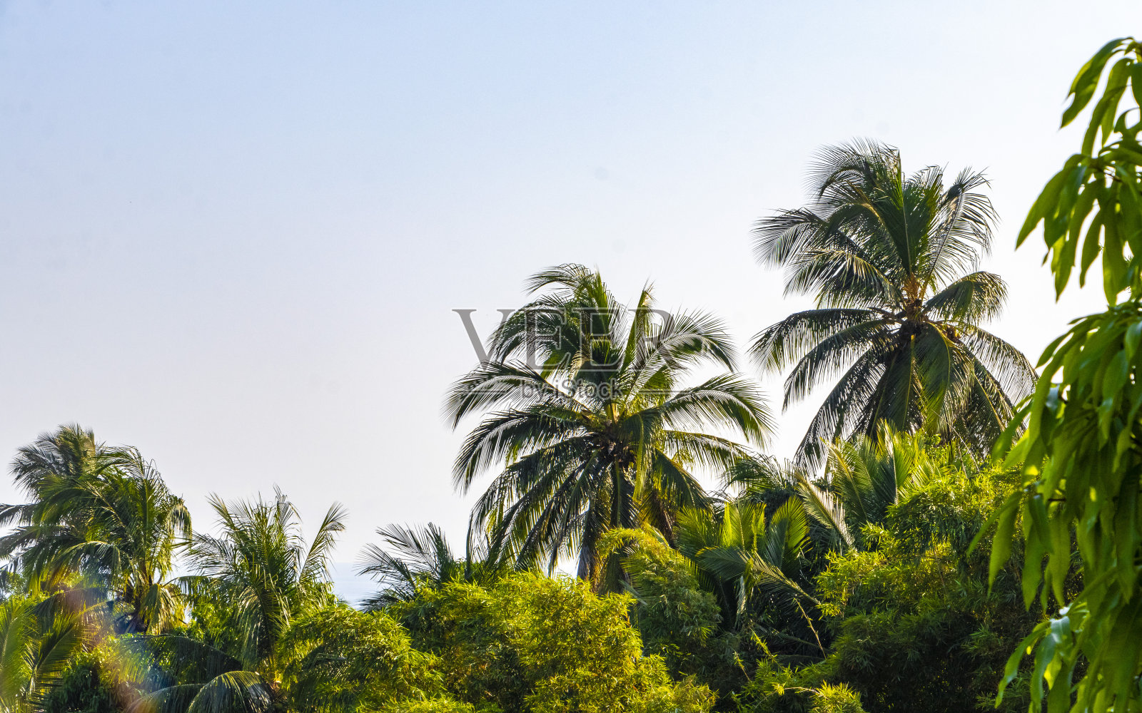 热带美妙的天然棕榈树椰子在墨西哥的蓝天。照片摄影图片