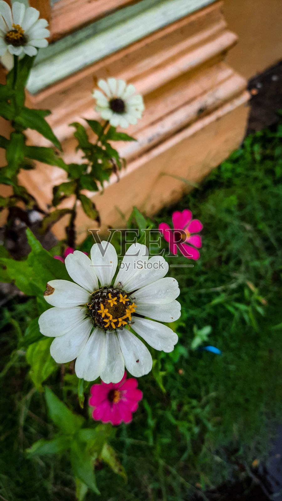 Zinia照片摄影图片