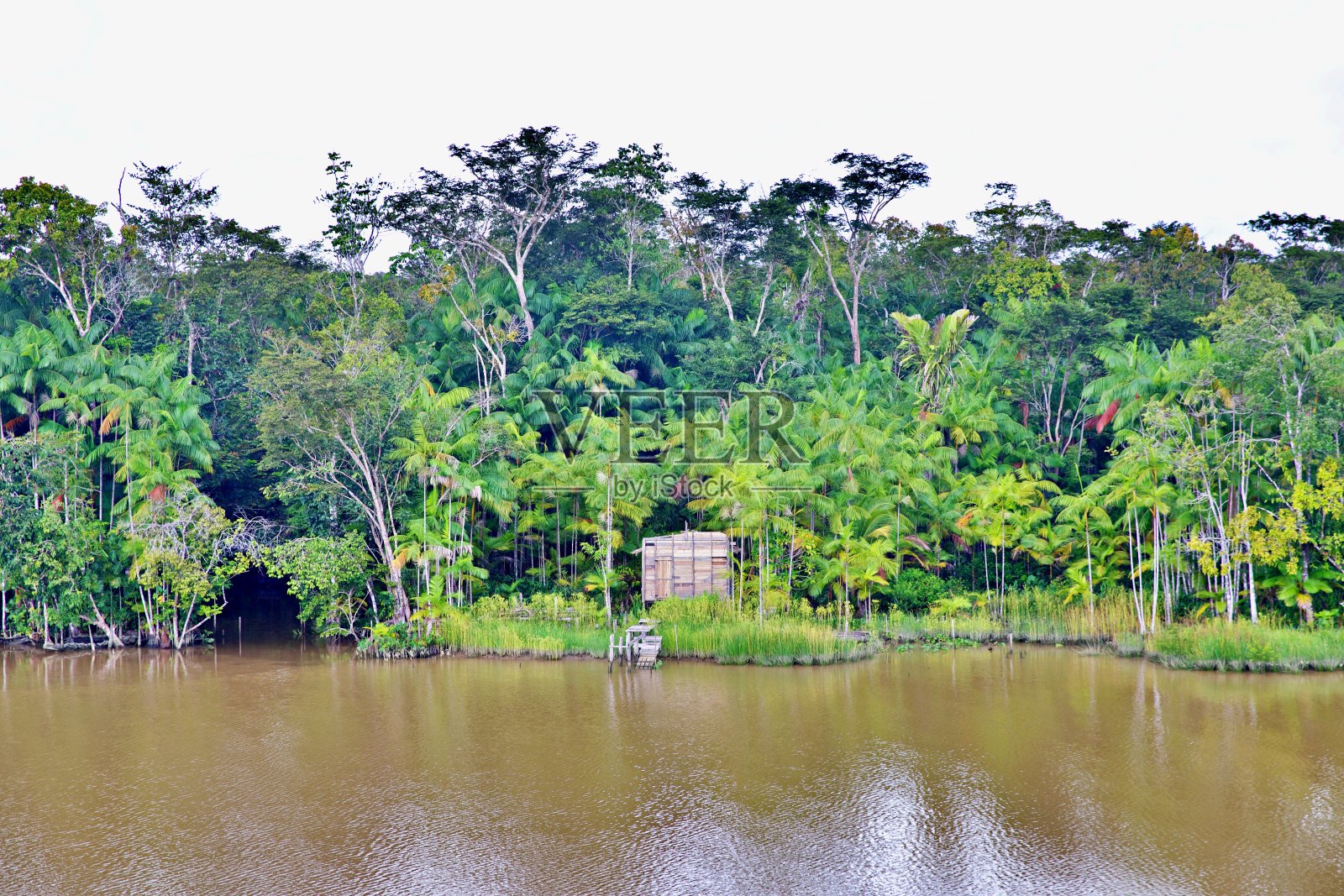 穿越雨林照片摄影图片