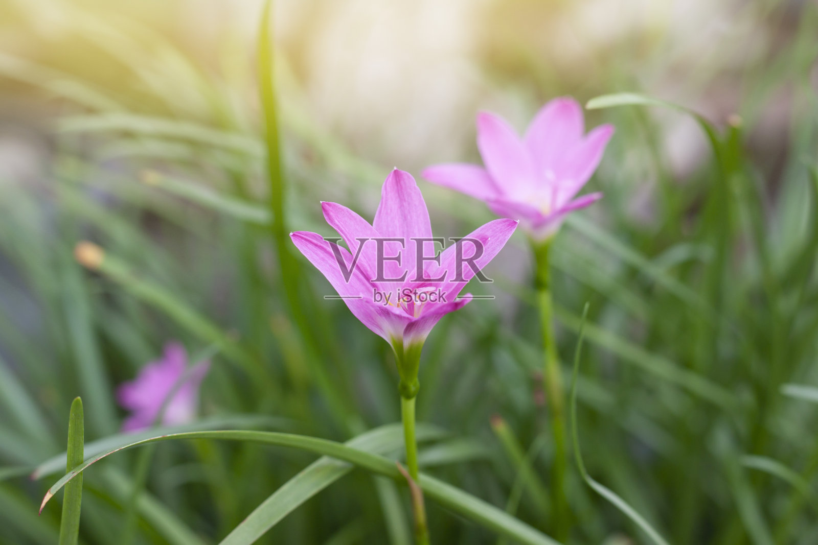 粉红色的仙女百合，雨百合，西风或西风大花绽放在花园的阳光。照片摄影图片