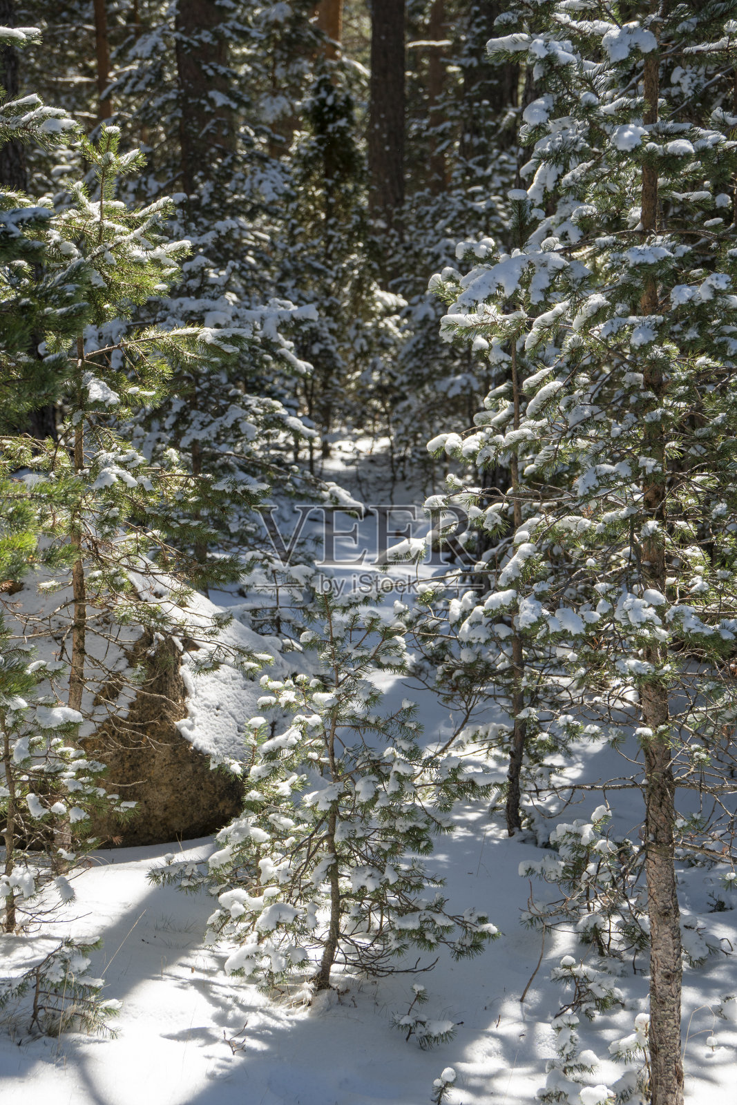 西班牙阿拉贡Valdelinares Teruel的蓝天背景下，令人惊叹的松树树冠在雪中照片摄影图片