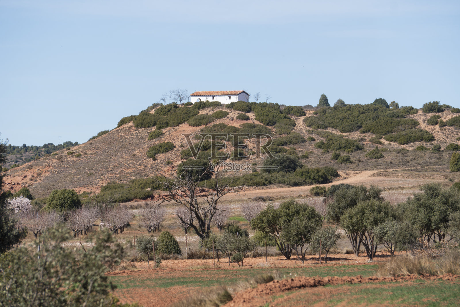 西班牙特鲁埃尔阿拉贡开花田中的杏树照片摄影图片