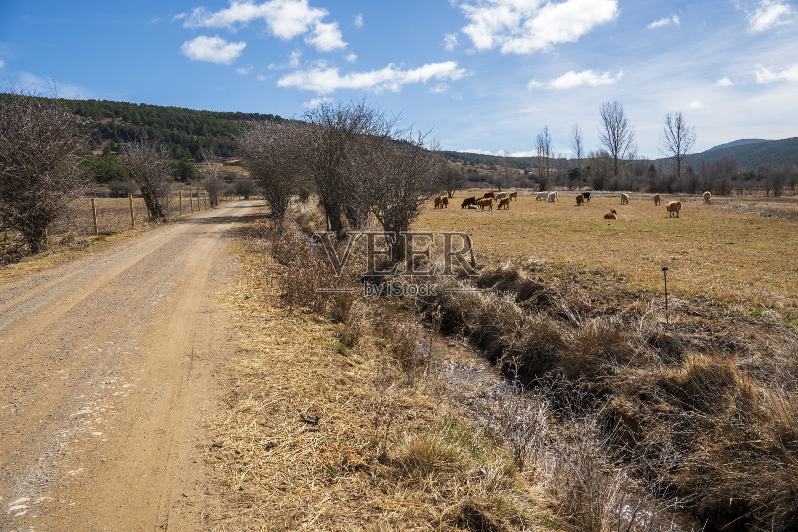 在西班牙阿拉贡特鲁埃尔山脉的草地上，奶牛和小牛一起吃草，晒日光浴照片摄影图片