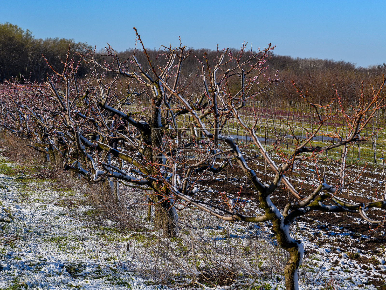 春天桃树上的霜冻照片摄影图片