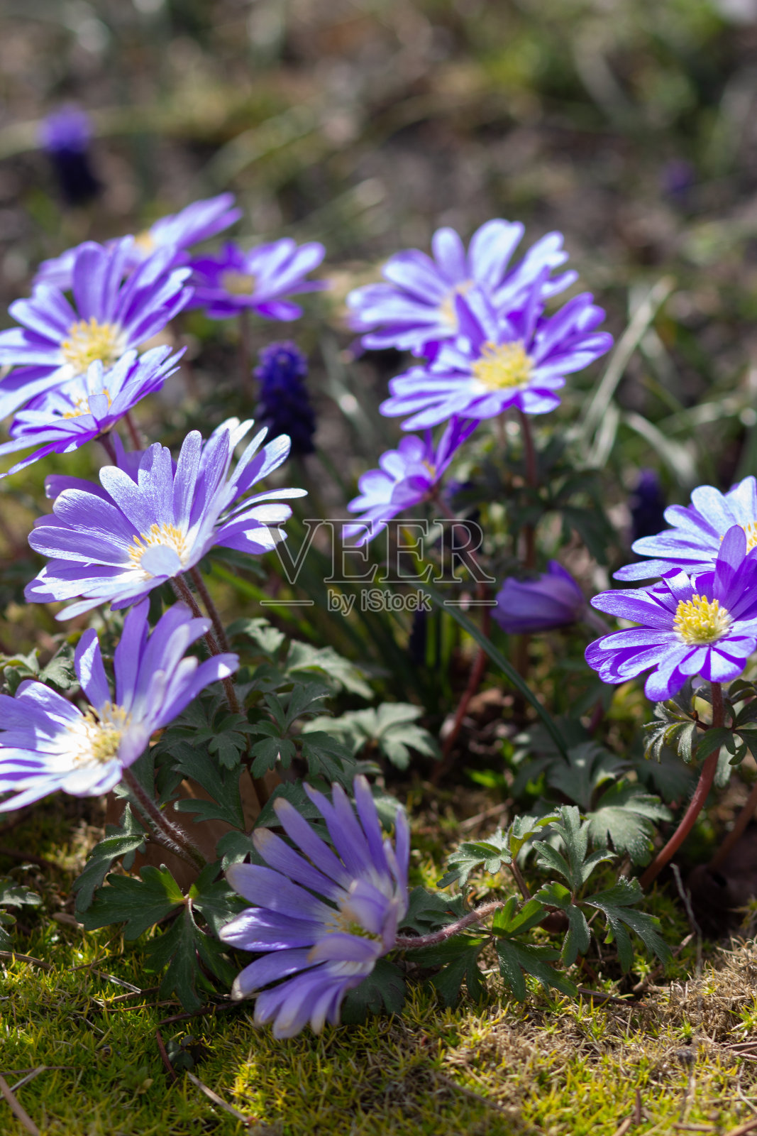 春天的花朵照片摄影图片